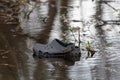 Old gray croc shoe floating in swamp ironic parody humor