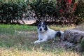 Old gray dog lying on the grass. Animal near green bushes. Black and white dog head.