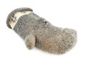 Old gray frayed mitten isolated