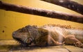 Old gray iguana in terrarium