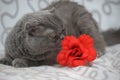 Gray scotland fold cat next to a red flower Royalty Free Stock Photo