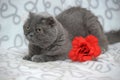 Gray scotland fold cat next to a red flower Royalty Free Stock Photo