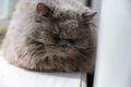 An old gray sleeping cat. Portrait of a pet lying on a windowsill with its eyes closed