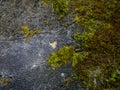 Old gray stone wall with green moss texture background Royalty Free Stock Photo