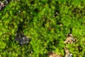 Old gray stone wall with green moss texture background Royalty Free Stock Photo