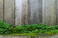 Old gray stone wall with green moss texture background Royalty Free Stock Photo