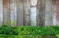 Old gray stone wall with green moss texture background Royalty Free Stock Photo