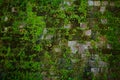 Old gray stone wall with green moss texture Royalty Free Stock Photo