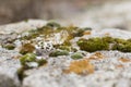 Old gray stone wall with green moss texture background Royalty Free Stock Photo