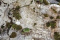 Old gray stone wall with green moss texture background Royalty Free Stock Photo