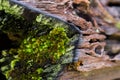 Old gray stone wall with green moss texture background Royalty Free Stock Photo