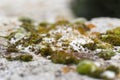 Old gray stone wall with green moss texture background. Macro photography. Royalty Free Stock Photo