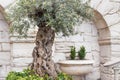 Old greek columns and wall background with stone floor in the garden Royalty Free Stock Photo