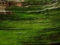 Old green bark Royalty Free Stock Photo