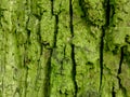 Old green bark Royalty Free Stock Photo