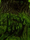 Old green bark Royalty Free Stock Photo