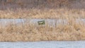Old green chair randomly in the middle of nowhere on a small island in a remote wetland / lake in the Crex Meadows Wildlife Area i Royalty Free Stock Photo