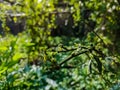 This is a old green chilli plant close-up shot in the winter morning Royalty Free Stock Photo