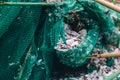 An old green fishing net is torn apart, covered in shells. The blurred edges of the photograph create concept of the passage of Royalty Free Stock Photo