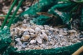 An old green fishing net is torn apart, covered in shells. The blurred edges of the photograph create concept of the passage of Royalty Free Stock Photo