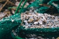 An old green fishing net is torn apart, covered in shells. The blurred edges of the photograph create concept of the passage of Royalty Free Stock Photo