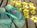 Old green flip-flops with yellow flowers blooming. Royalty Free Stock Photo
