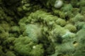 Old Green Fungus with White Fury Spots