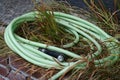 Old Green Garden Hose Piled in Tall Dead Grass Royalty Free Stock Photo