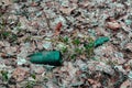 Old green glass bottles laying on the ground in the forest covered with old fallen leaves. Environment pollution problem Royalty Free Stock Photo