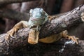 Old Green Iguana Royalty Free Stock Photo