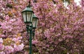 Old green lantern among cherry blossom Royalty Free Stock Photo