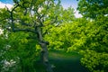 Old green oak. spring day in the oak fores Royalty Free Stock Photo