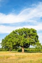 old green oak tree on meadow on summer day Royalty Free Stock Photo