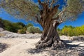 Old green olive tree at sunny day with blue sky Royalty Free Stock Photo