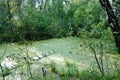Old green pond with algae and duckweed in the forest Royalty Free Stock Photo