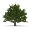 Old Green summer red oak tree isolated on white. 3D illustration Royalty Free Stock Photo