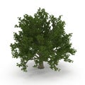 Old Green summer red oak tree isolated on white. 3D illustration Royalty Free Stock Photo