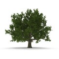 Old Green summer red oak tree isolated on white. 3D illustration Royalty Free Stock Photo