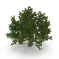 Old Green summer red oak tree isolated on white. 3D illustration Royalty Free Stock Photo