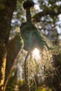 Old green rope hanging from a tree in a forest Royalty Free Stock Photo