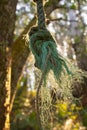 Old green rope hanging from a tree in a forest Royalty Free Stock Photo