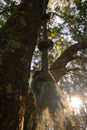 Old green rope hanging from a tree in a forest Royalty Free Stock Photo