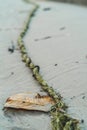 Old green rope on the wet beach sand Royalty Free Stock Photo