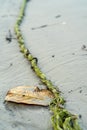 Old green rope on the wet beach sand Royalty Free Stock Photo