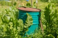 Old green rusty iron barrel used to incinerate garbage in a garden