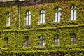 Old Green skyscraper building with plants growing on the facade Royalty Free Stock Photo