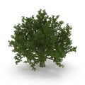 Old Green summer red oak tree isolated on white. 3D illustration Royalty Free Stock Photo