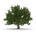 Old Green summer red oak tree isolated on white. 3D illustration Royalty Free Stock Photo