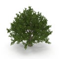 Old Green summer red oak tree isolated on white. 3D illustration Royalty Free Stock Photo