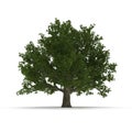 Old Green summer red oak tree isolated on white. 3D illustration Royalty Free Stock Photo